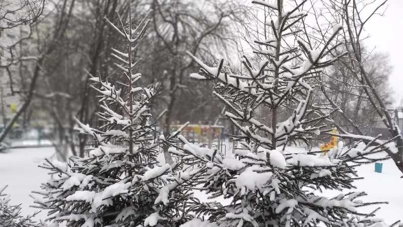 Умеренные осадки пройдут на территории Сахалинской области 19 марта 