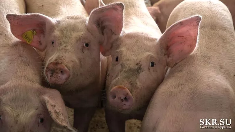 Свежее мясо станет для сахалинцев доступнее