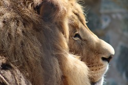 Дротик в боку у льва в зоопарке Южно-Сахалинска — это нормально