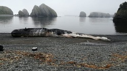 На берег Шикотана выкинуло огромного мертвого кита
