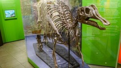 Краеведческий музей Сахалина отправил на московскую выставку череп динозавра