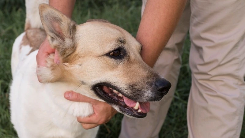 Собака покусала ребенка в городском парке Долинска