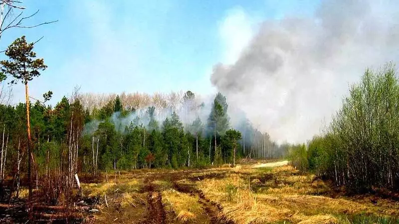 Минлесхоз Сахалина напоминает правила поведения в лесу
