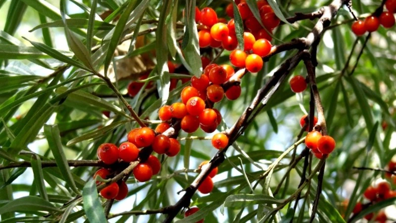 Церковный праздник 25 августа 2024 года: что нельзя делать в этот день, приметы