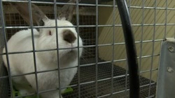 Житель Сахалина открыл семейную ферму по выращиванию кроликов на берегу моря