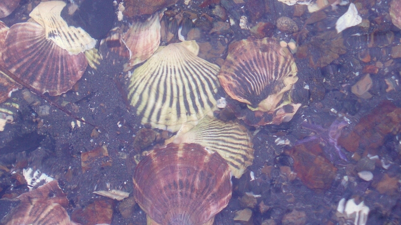 Власти Сахалина готовят законопроект по аквакультуре