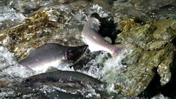 Сахалинцы ринулись за горбушей: свежую рыбу продают по 500 рублей за кг