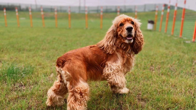 Зону для выгула собак обустроили в аэровокзале Южно-Сахалинска