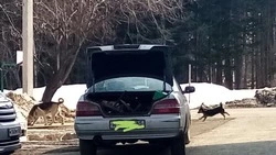 Житель Сахалинской области украл мусорные урны из подвала дома