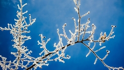 На следующей неделе Сахалин не отпустят морозы