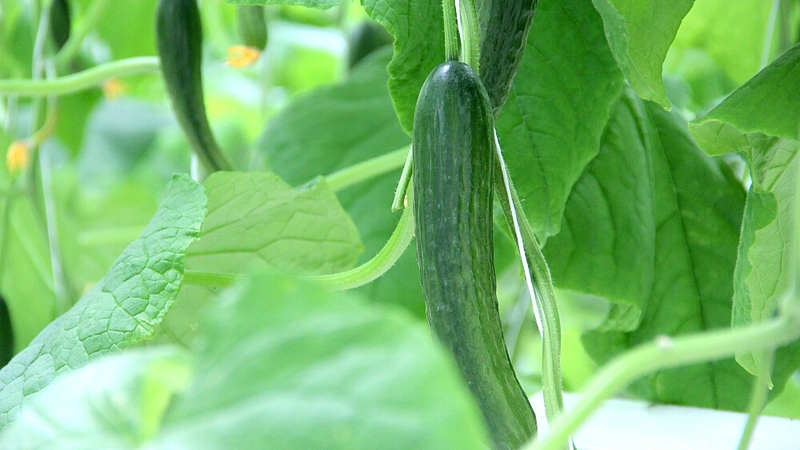 Минторг: сахалинские овощи вытеснили на прилавках привозные