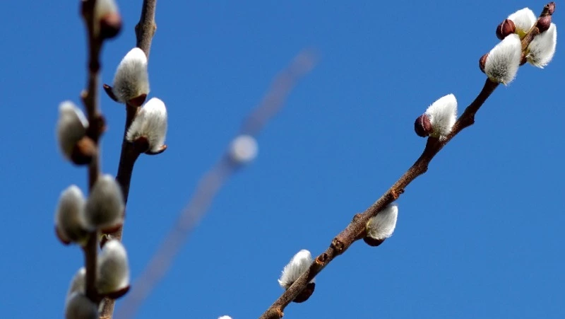 Церковный праздник 8 апреля 2025: что нельзя делать в этот день, приметы 