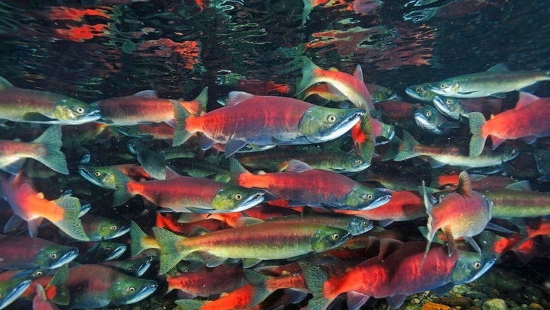 Росрыболовство рапортовало о высокой готовности к лососевой путине