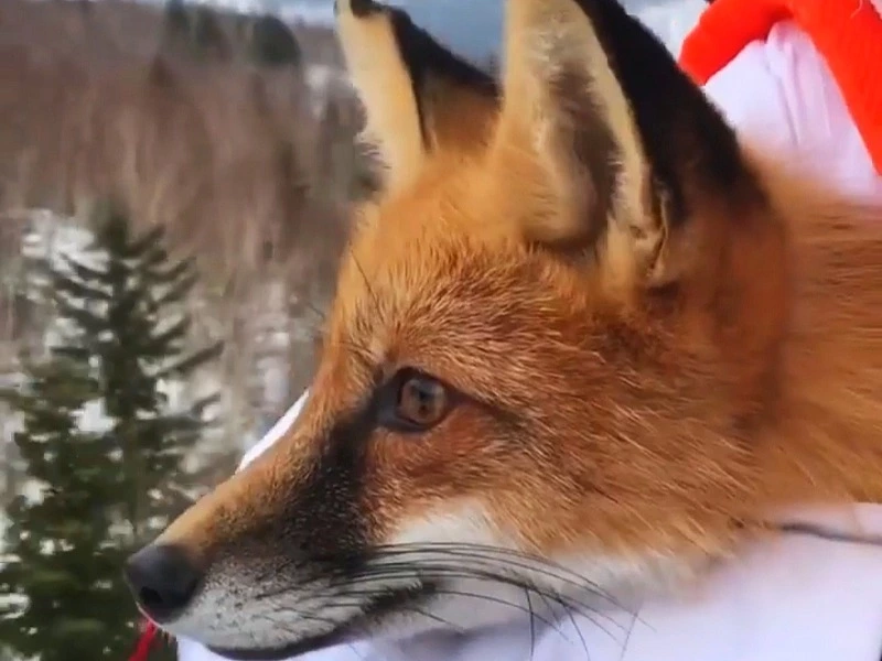В СТК «Горный воздух» вспомнили лису-спортсменку Аризу