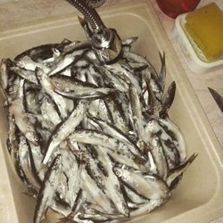 Рыбаки поймали более трех сотен корюшек на юге Сахалина