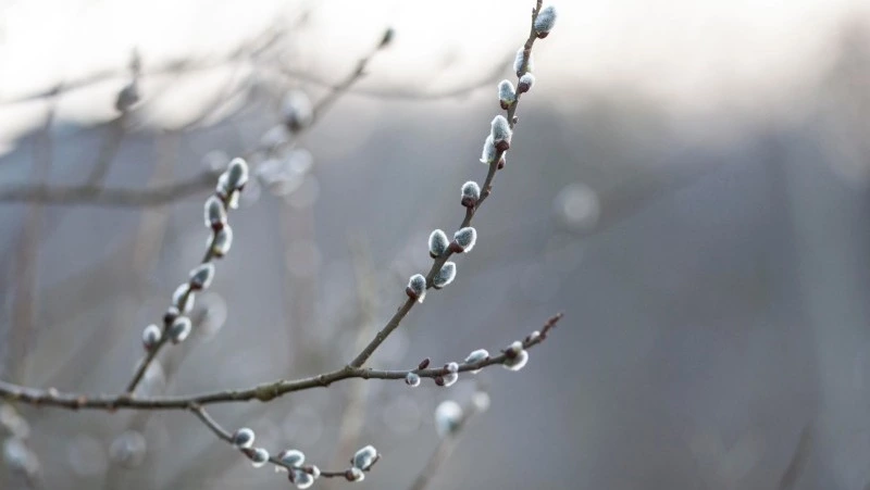 Северо-западный ветер и небольшой снег придут в Сахалинскую область 15 марта