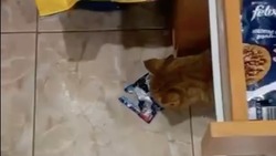 «Преступление года»: коты-хулиганы распотрошили ящик корма в приюте Южно-Сахалинска