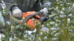 Сахалинцам напомнили о штрафах за вырубку новогодних елей 