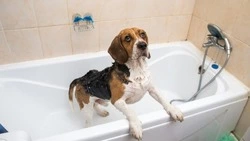 Детский сад и три улицы Южно-Сахалинска остались без горячей воды 22 сентября 