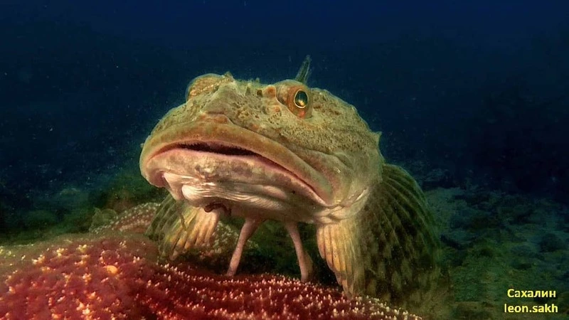 Рыбу на «куриных ножках» показал сахалинский дайвер