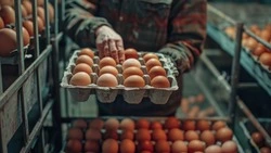 Из-за нарушений условий договора птицефабрика «Островная» должна вернуть в бюджет 2,8 млн рублей