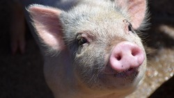 Токсичный комбикорм для поросят завезли из Алтайского края на Сахалин