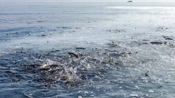 Ученые приступили к мониторингу состояния запасов мойвы и сельди на Сахалине