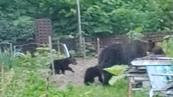 Семья медведей оккупировала дачный участок в Южно-Курильском районе