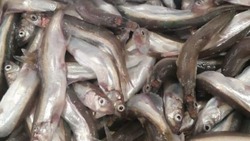 Рыбу по цене от 40 рублей за килограмм привезли жителям Анивы 20 апреля