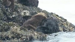 Парочка каланов попала в кадр жителя Северо-Курильска в разгар нежностей