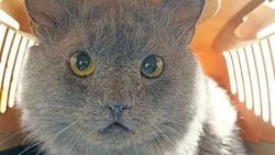 Кот с тяжелой судьбой ищет новую любящую семью на Сахалине