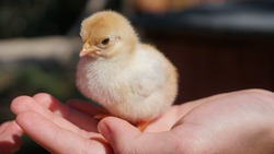 Компенсация за изъятых из-за гриппа птиц поступит фермерам Южно-Сахалинска в феврале