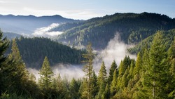 Запрет на отдых в лесу объявили в четырех районах Сахалина 