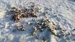 Рыбаки бросают тонны наваги на льду в погоне за «золотым» зубарём