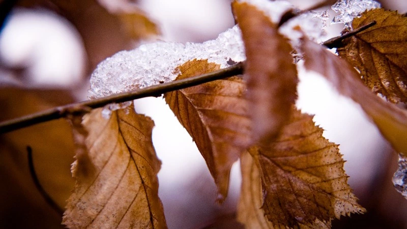 Народные приметы на 29 марта — что можно и нельзя делать в этот день