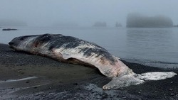«Это тоже красиво!»: блогер показал выброшенного на курильский берег кита