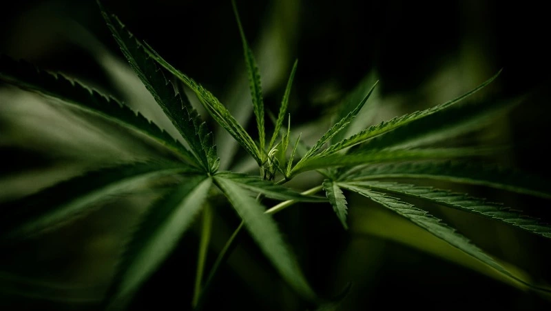 Жителя Анивы задержали за изготовление гашишного масла из конопли