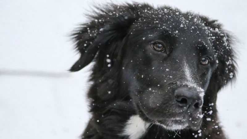 На Сахалине снег, на Курилах дождь. Прогноз погоды на 29 ноября