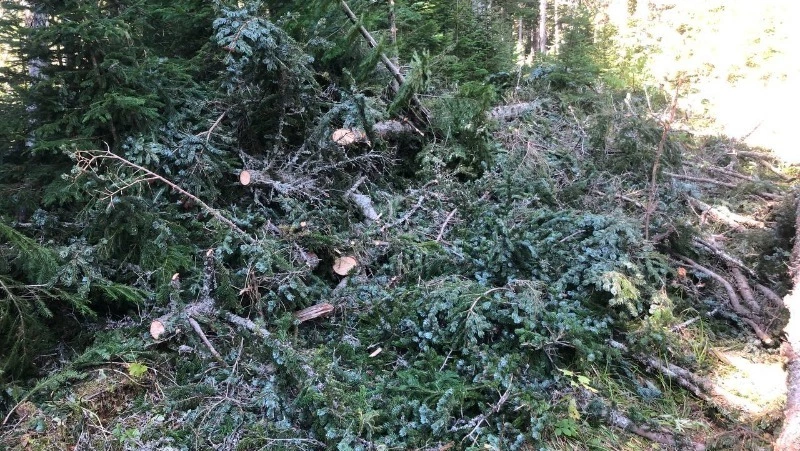 Директор предприятия незаконно спилил 27 хвойных деревьев в Поронайском районе