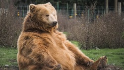 Как вести себя при встрече с медведем: памятка для жителей Сахалина