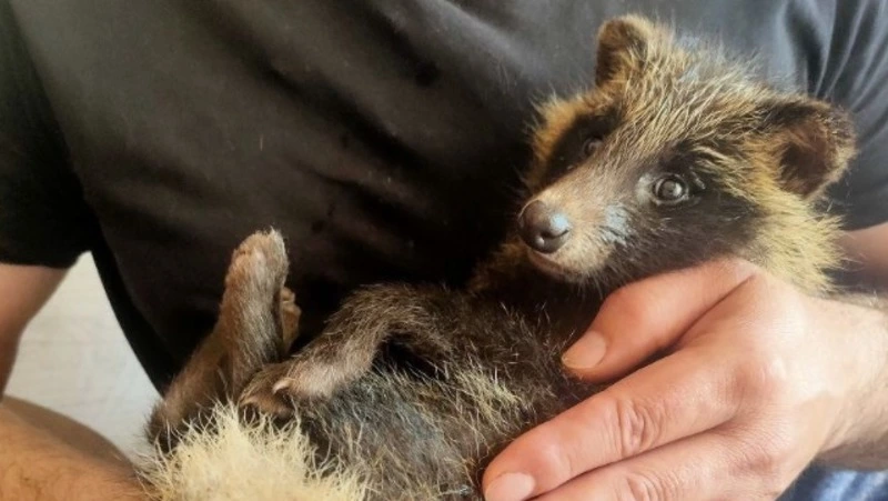 Выжившего в страшном ДТП щенка енотовидной собаки спасают на Сахалине