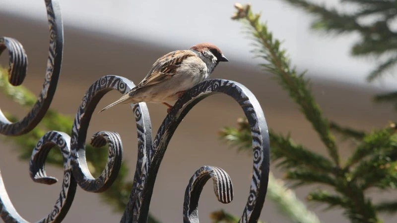 Орнитологи ответили на вопрос о пропавших воробьях в Южно-Сахалинске