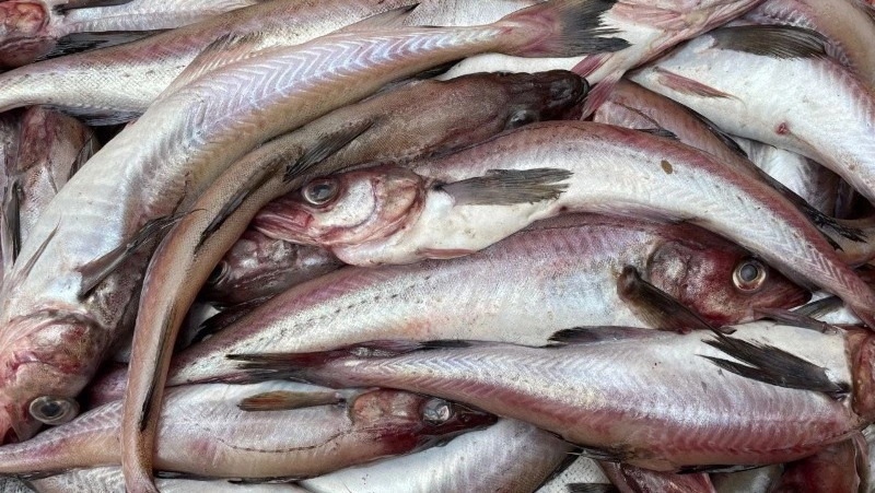 Минтай и камбалу по выгодной цене предложили жителям и гостям Корсакова 24 марта