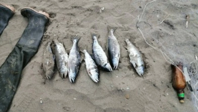 Двое сахалинцев ответят в суде за незаконный вылов симы