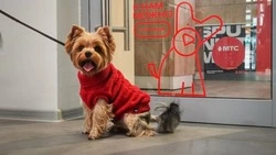 Pet-friendly магазины МТС открыли  для сахалинцев с домашними животными 