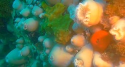 «Красное море» с удивительными подводными обитателями заснял дайвер на Сахалине