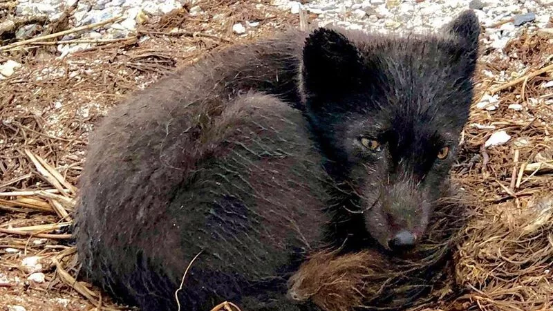 На Курилах песец подкрался к вещам основателя «Лаборатории Касперского»