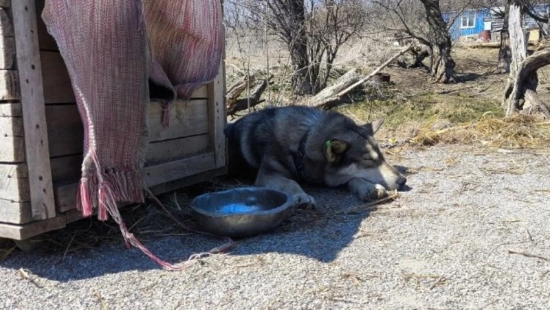 Еще одну группу собак вывезли из приюта «Братья Гав» в Мицулевке