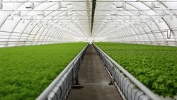 Условный срок за продажу теплицы получила фермер с Сахалина