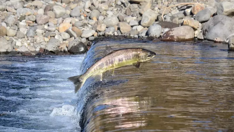 Режим проходных дней впервые вводят для лосося на Сахалине